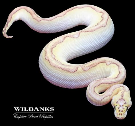 Pastel Enchi Butter Blade Clown Ball Python By Wilbanks Captive Bred