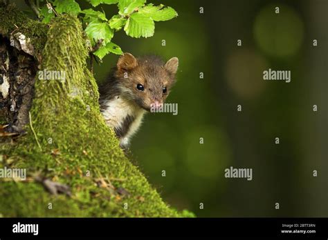 Quick Pine Marten Peeking Out Behind A Tree Trunk Covered With Green