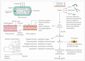 Corespunzător Rău Empiric Bacteria Classification Table Renaştere Fraza