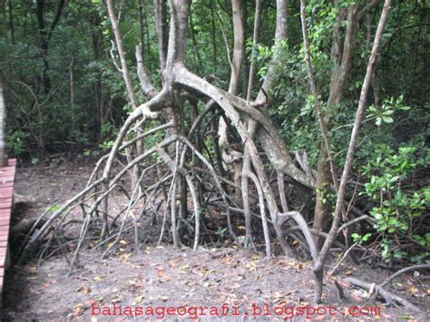 • hutan paya terdiri daripada hutan paya air masin dan hutan paya air tawar. Bahasa VS Geografi: Geografi: Hutan Paya (Air Masin)