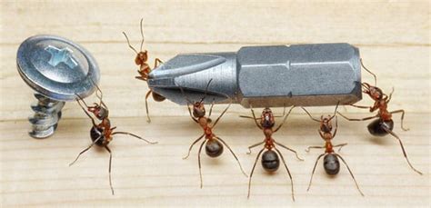 Do your own pest control carpenter ants. Carpenter Ant Control Surrey BC | Call Today for a Free Quote 604-498-0225