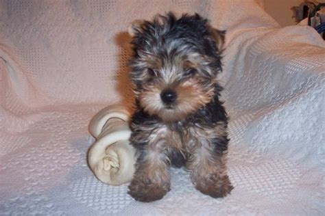 Vet certificate, vaccinated, health guarantee. AKC Yorkie Puppies FOR SALE ADOPTION from Wausaukee ...