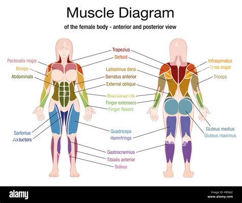 Schéma Du Muscle Du Corps Féminin Avec Une Description Précise Des Muscles Les Plus Importants