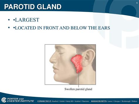 Ppt Salivary Glands Powerpoint Presentation Free Download Id3140875