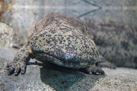 New Study Suggests The Worlds Largest Amphibian The Chinese Giant