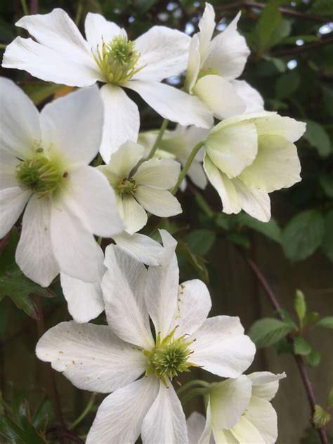 Клематис 'guernsey cream' (джемзи крим). Clematis Guernsey Cream