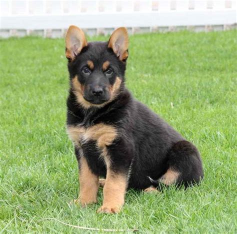 When it comes to designer dogs in general, you want to take extra care and look out for buzzwords such as teacup or purebred. breeders that guarantee their puppies will exhibit specific characteristics. German Shepherd Puppies For Sale In Nj Craigslist | PETSIDI