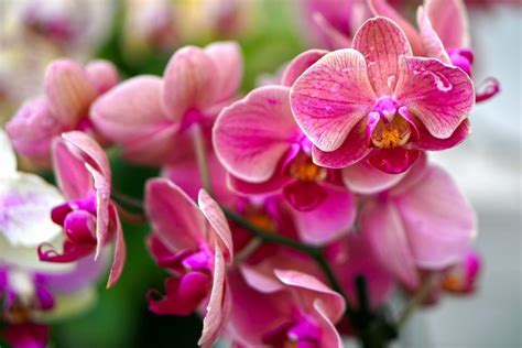 Come Coltivare Le Orchidee In Appartamento