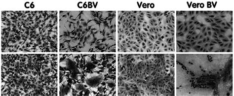 Vero cells are a lineage of cells used in cell cultures. BDV-infected cells form syncytia when treated at low pH ...