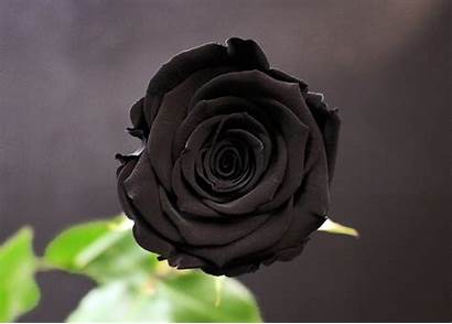 Rose Noire Bouquet Choux Fleuriste Fleurs Naturelle