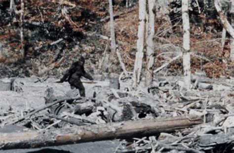 Why The Patterson Gimlin Bigfoot Film Should Concern Scholars Of Human Origins Ancient Origins