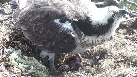 Full Clutch Of Three Eggs Laid At Loch Of The Lowes Scottish Wildlife Trust