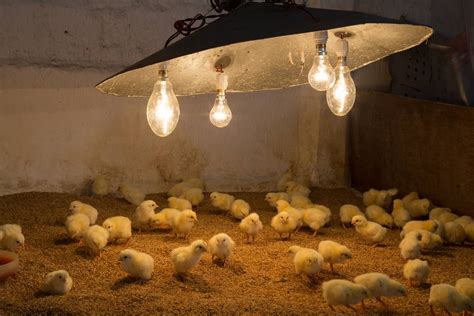 Close to 90 is fine, but keep it within a few degrees. Rearing & Sexing Chicks and Ducklings - The Poultry Pages