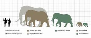 File African Elephant Scale Chart Svg Steveoc86 Svg Wikipedia In 2021
