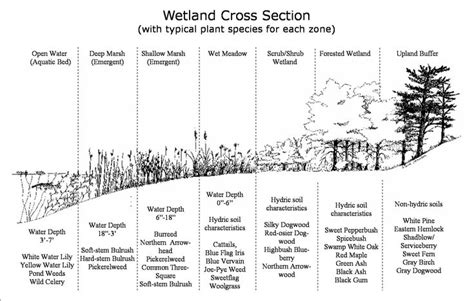 Wetland Cross Section Wetland Landscape Architecture Drawing