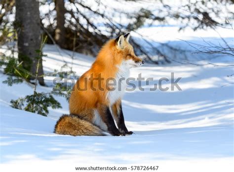 Red Fox Sitting On Snow Winter Stock Photo Edit Now 578726467