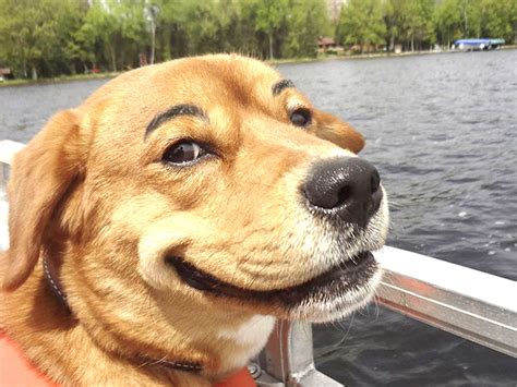 28 Hilarious Photos Of Dogs With Fake Eyebrows That Will