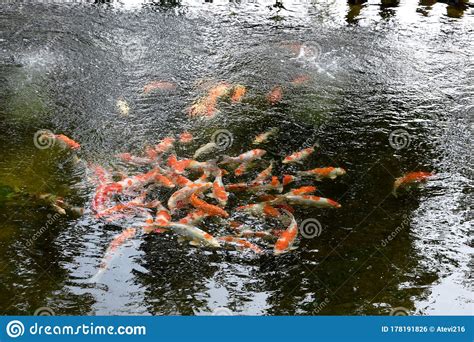 Orange Carps In A Pond Stock Photo Image Of Floats 178191826