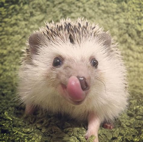 Just 15 Of The Funniest Hedgehog Pictures Weve Ever Seen Cuteness