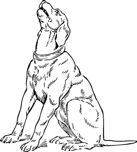 Coon Dog Coloring Pages At Free Printable Colorings