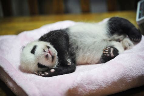 A 46 Day Old Baby Giant Panda Sleeps On Its Bed