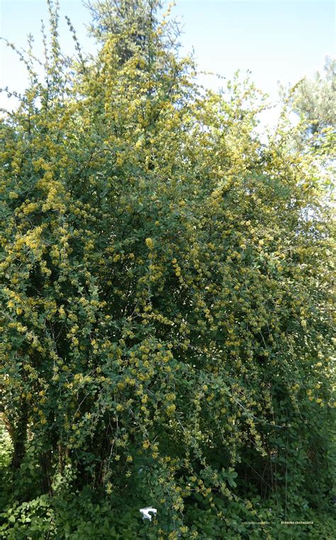 Berberis Crataegina Geelbloeiende Heester Mei Juni Geeft Zwarte