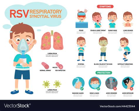 Rsv Respiratory Syncytial Virus Infographic Vector Image