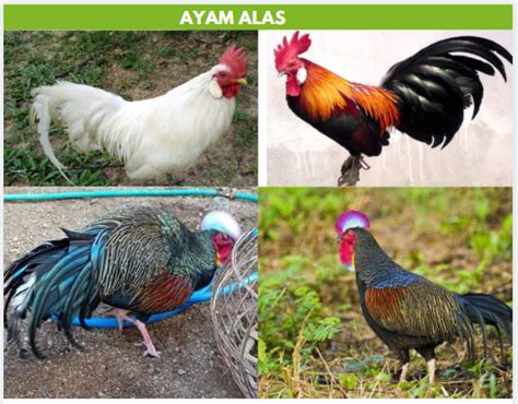 Download Gratis 84 Gambar Ayam Hutan Betina Terbaik Gambar
