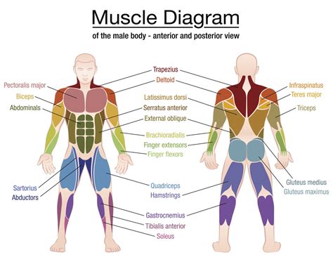 Diagram Female Muscle Chart Diagram Mydiagram Online