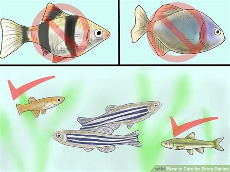 Check spelling or type a new query. How to Care for Zebra Danios: 9 Steps (with Pictures ...