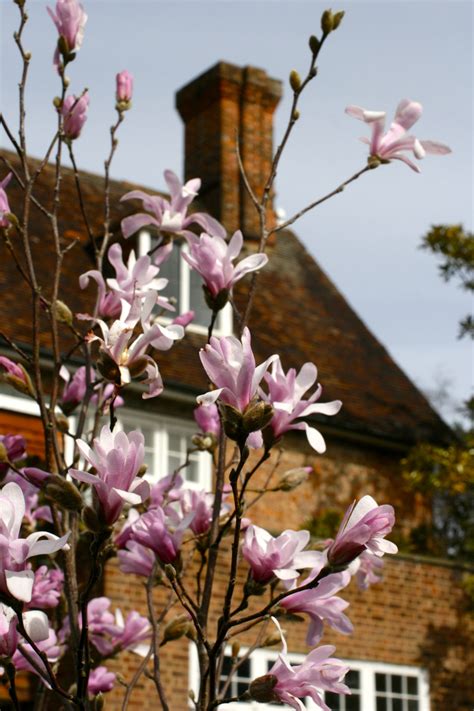 Feb 09, 2021 · planting magnolia grandiflora. How to grow magnolias with top tips from William Dyson ...