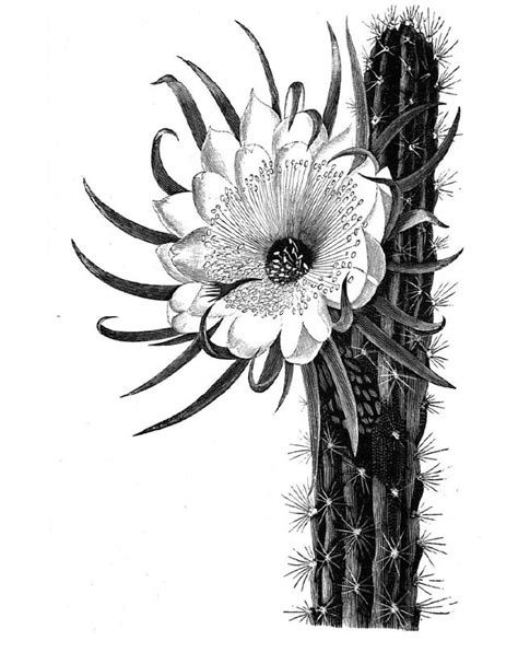 Cactus Flower Drawing At Getdrawings Free Download