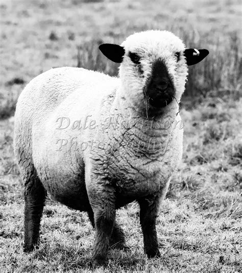 Black And White Sheep Wall Art Instant Download Printable Sheep