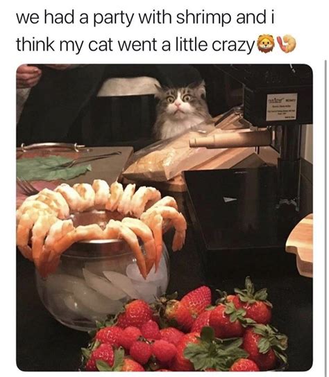 21 Cute Cat Memes Thatll Leave You Warm And Fuzzy Memebase Funny
