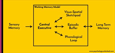 Baddeley And Hitchs Working Memory Model Psychology Unlocked
