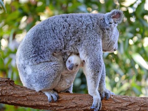 Rare White Baby Koala Born At Australia Zoo Is Looking For A Name