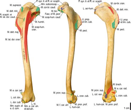 The coracohumeral, glenohumeral ligaments and the tendons of the supraspinatus and subscapularis muscles all serve to support and strengthen. Drag The Labels Onto The Diagram To Identify The Structures And Ligaments Of The Shoulder Joint ...