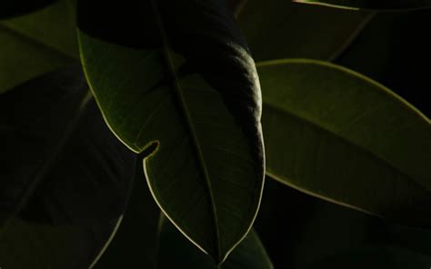 Download Wallpaper 3840x2400 Plant Leaves Green Macro Dark 4k Ultra