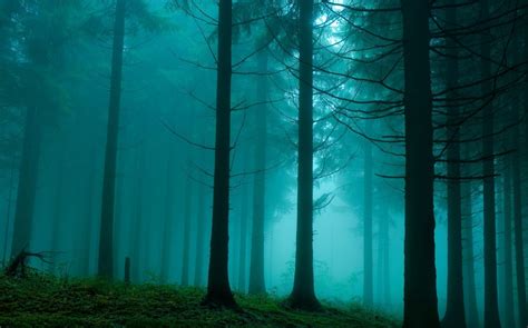 46 Foggy Forest Iphone Wallpaper