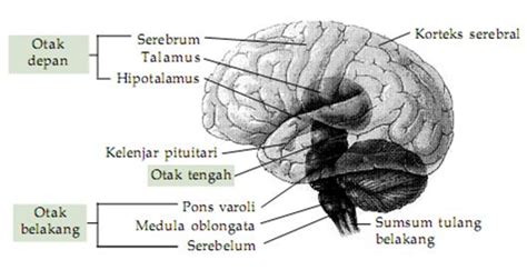 Otak Dan Bagian Bagiannya Pustaka Pandani