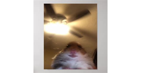 Hamster Staring Meme Poster Zazzle