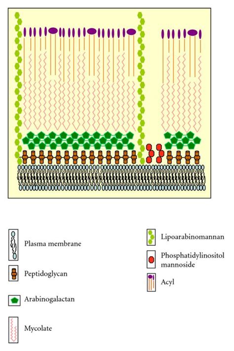 Structure Of Mycobacterial Cell Wall Download Scientific Diagram