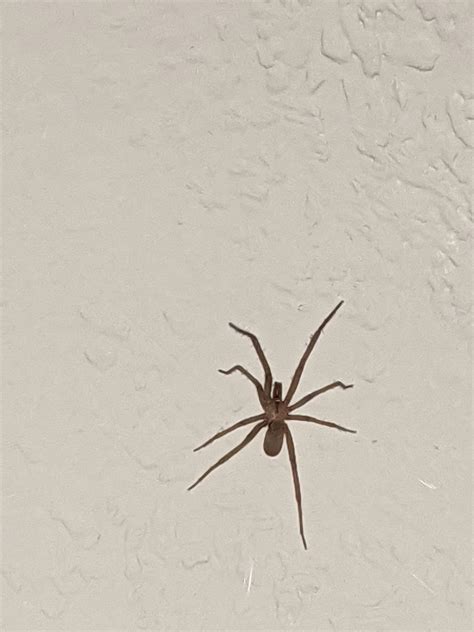 Found This Crawling On My Wall Anybody Know What It Is Rspiderid