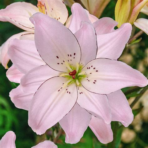 Buy Spring Pink Double Asiatic Lily Brecks