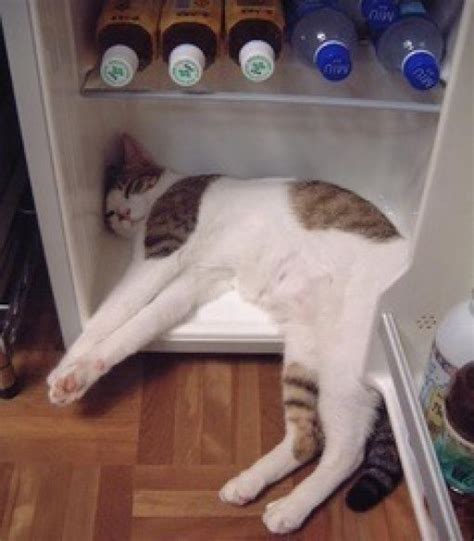 15 Cats Caught In The Fridge Pawnation Crazy Cats Cats Funny Cats