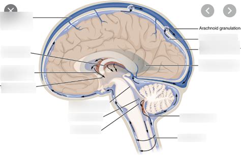 Brain Ventricles And Csf Diagram Quizlet