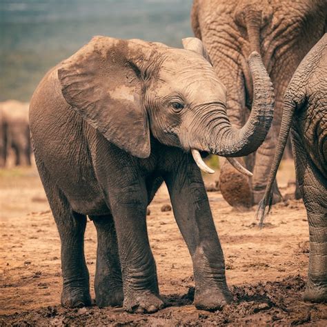 Premium Photo Baby African Elephant Playing With Trunk In Addo