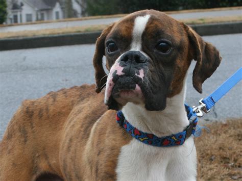 Adopt a rescue dog through petcurious. Atlanta Boxer Rescue Rescues 1,000th Dog