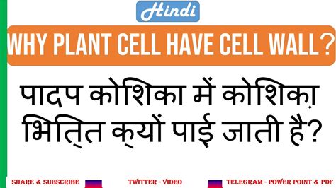 Check spelling or type a new query. Why Plant Cells Have Cell Wall but not Animal Cell? - YouTube
