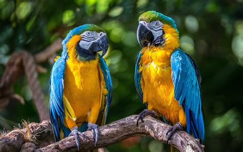 Blue And Yellow Macaw Wallpaper Animals Wallpaper Better